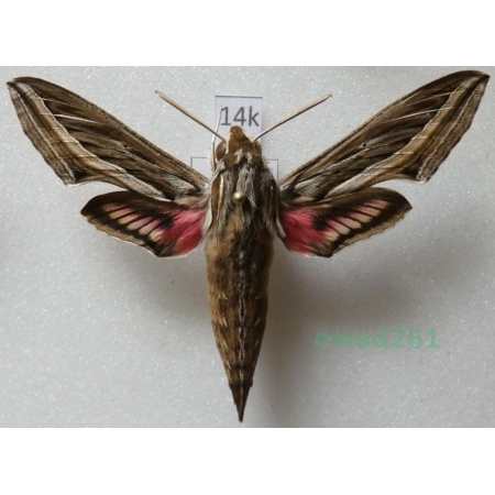 Hippotion celerio (Linnaeus, 1758) ex. ovo Greece14k